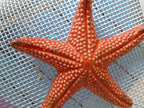 Hand Painted Coral Pink Starfish Ceramic