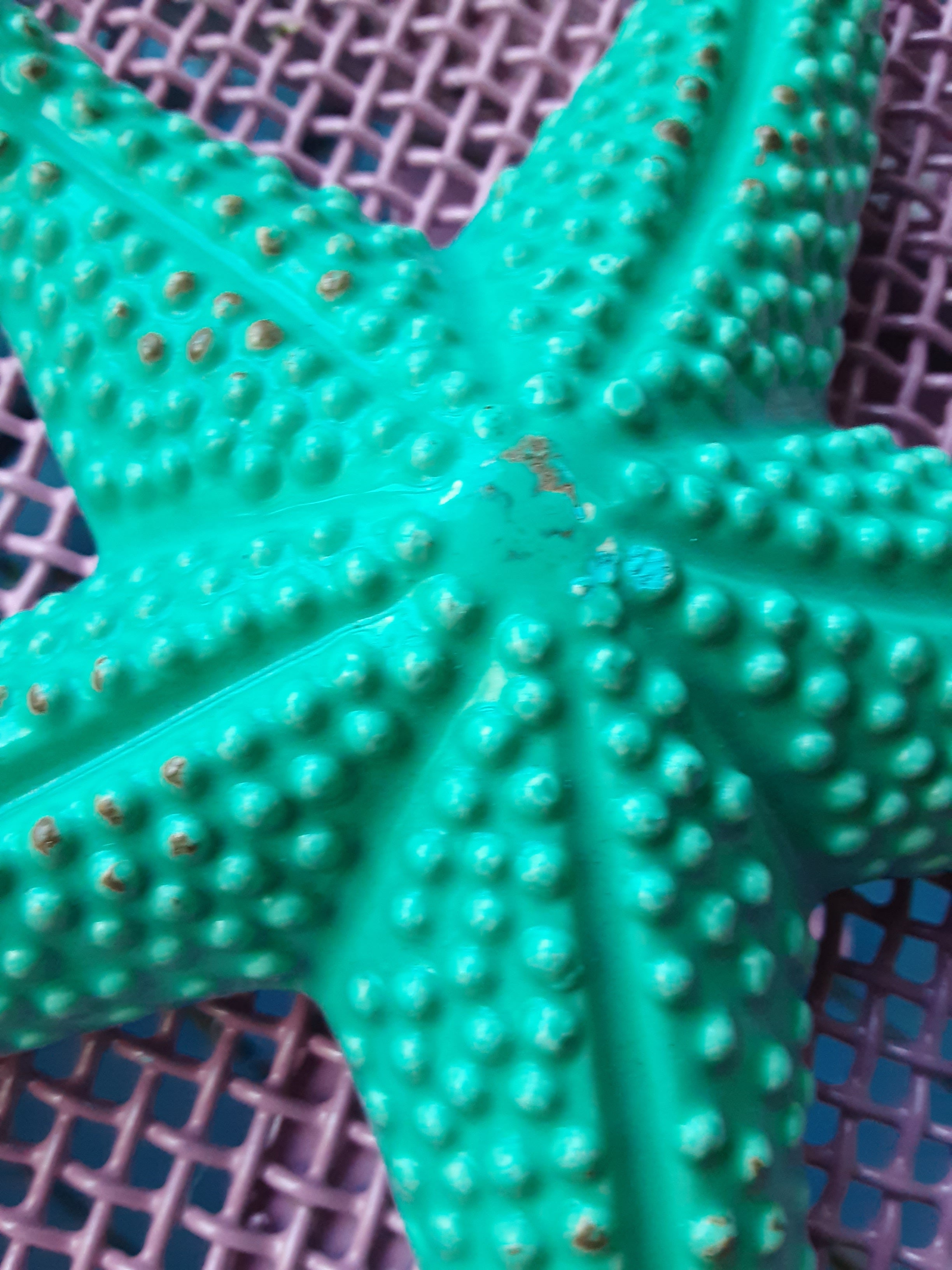 Hand Painted Aqua Starfish Ceramic